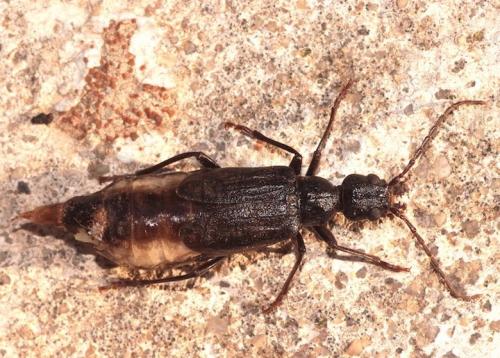 Vesperus bolivari